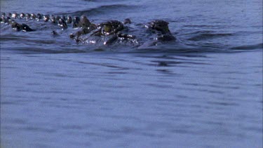 swimming straight to camera