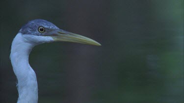 Pied heron walks left to right