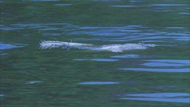 croc attacks bird carcass on surface splashing, then submerges.