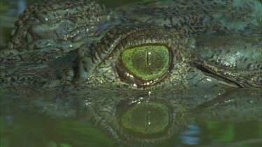 crocs eye, in profile, great shot of third eyelid passing over eye