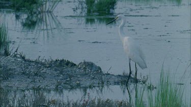egret standing on river bank, juvenile croc in background, egret foraging