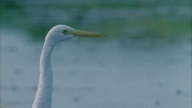 egret head