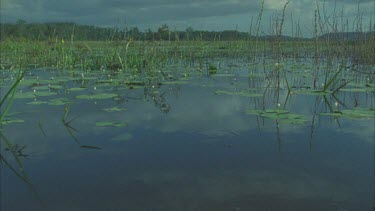 River with lily pads in foreground swampy grasslands in mid foreground, mangrove trees in background