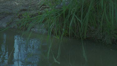 shot of river, crocodile dives in from steep bank, hidden in grass