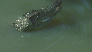 croc with egret firmly chews then swallows half submerged