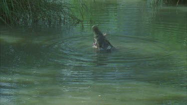 croc gulping prey down in river