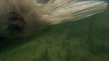 Underwater shots of croc shaking dead egret, and swimming with egret in mouth