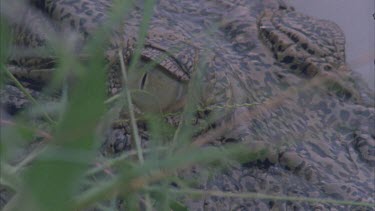 of crocs eye and spiny carapace around face. Half submerged in water then moves