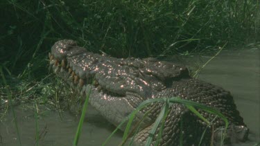 croc at waters edge chewing prey in mouth