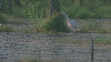 egret walking through marsh