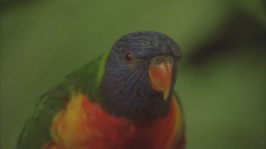 lorikeet looking around, ruffling feathers, feeding on branch.