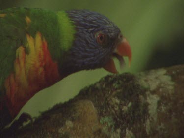 lorikeet tongue licking branch