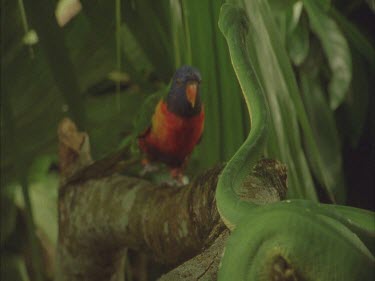 Green tree python on branch, poised with lorikeet