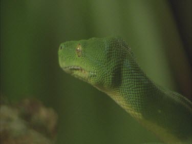 Green tree python in striking position on branch. View from behind