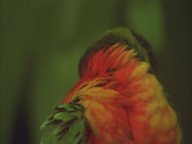 lorikeet preening feathers, pulling at tail feathers