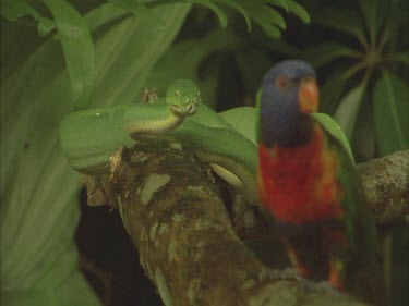 python moving along branch. snake moving toward lorikeet