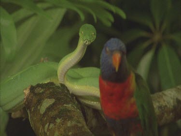 python moving along branch. snake moving toward lorikeet