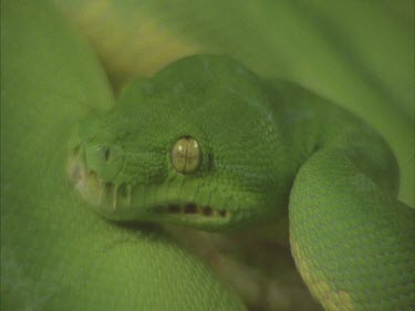 python coiled up showing head and pits Python moves along branch.