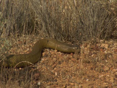 Taipan moving left to right about gibber plain
