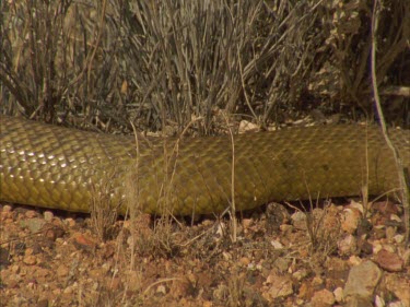 mid section of Taipan going through frame