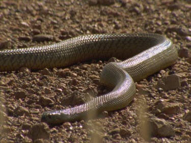 Taipan moving towards camera through gibber plain