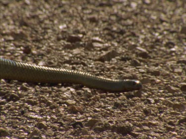 Taipan moving towards camera through gibber plain