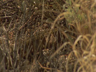 Taipan moving through gibber plains