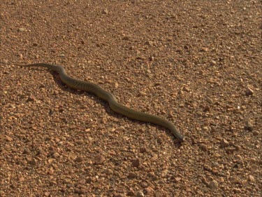 Taipan using tongue to sense prey. Slithering over gibber stones, nice movement. Includes of the same.
