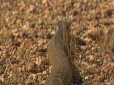 Taipan Low pod from behind as Taipan tracking forwards over gibber stones.