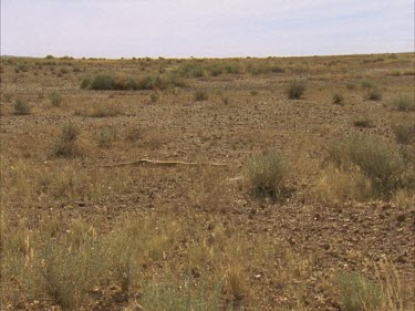 Taipan slithering through small grass tussocks