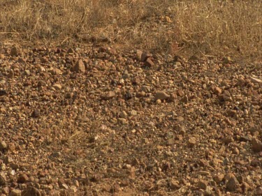 Taipan moving across gibber plain, of tongue action