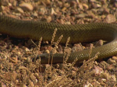 Taipan moving left to right about gibber plain and