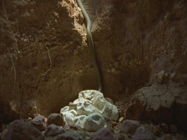 Nest of Taipan eggs in burrow some hatching
