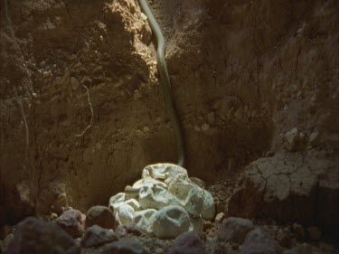 Female moving over clutch of eggs in underground chamber. Female then exits burrow.