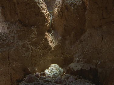 Female moving over clutch of eggs in underground chamber. Female then exits burrow.