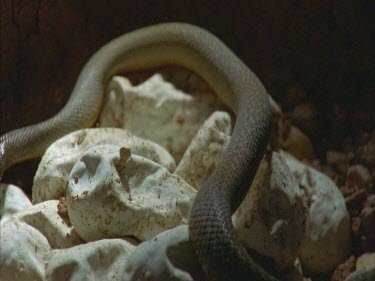 Young Taipan moving over egg clutch. of female Taipan exiting burrow, various takes