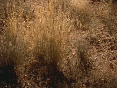 rat running through tussock grass and gibber stones.