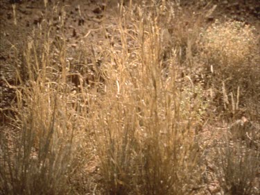 rat in tussock grass and gibber stones.