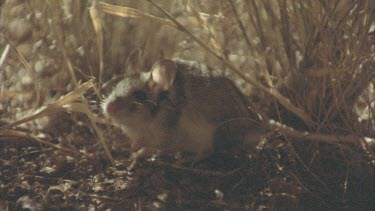 Rats running around grass tussocks, occasionally 2 in shot, night