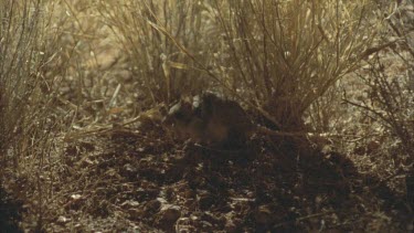 Rats running around grass tussocks, occasionally 2 in shot, night