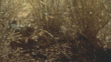 Rats running around grass tussocks, occasionally 2 in shot, night