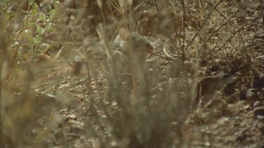 Rats running around grass tussocks, occasionally 2 in shot, night