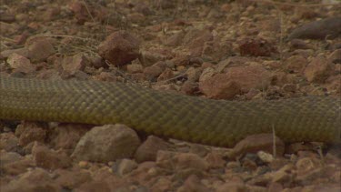 inland Taipan moving right to left over gibber plain, good shot of scales. Tip of tail moves out of frame