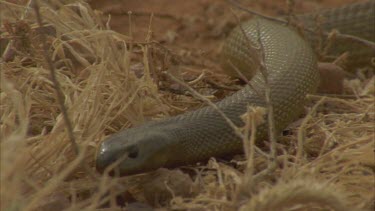 inland Taipan moving towards camera, through tussock, investigates burrow