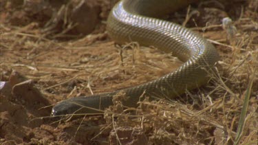 inland Taipan approaches burrow squeezes down small burrow