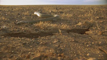 adult inland Taipan approaches burrow towards camera.