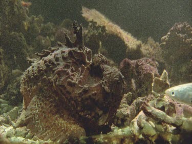 stonefish goes for mullet but misses