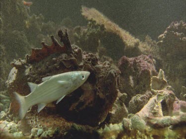 stonefish grabs fish, swallows mullet,