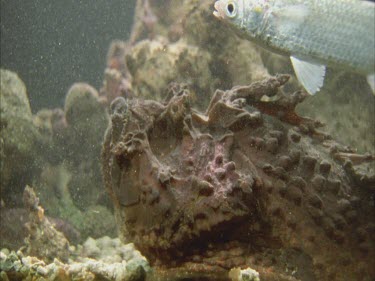 stonefish grabs fish, swallows mullet,