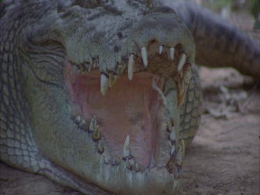croc basking with open mouth